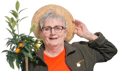 eldre kvinne i kamøry hagelag holder sitrontre