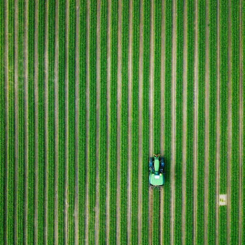 grånn traktor i gulrotåker langåker