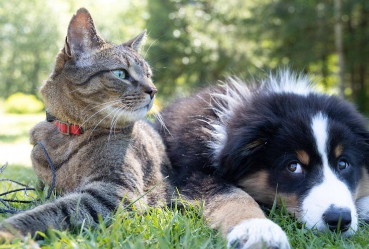 Hund og katt ligger på gresset