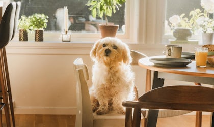 Hund med lys pels sitter på en stol ved spisebordet