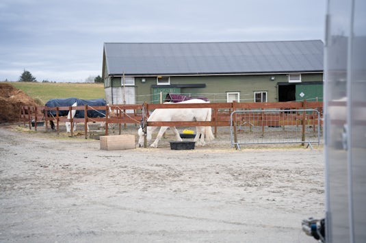 Bildet vises hest som lufter seg i innhengningen.
