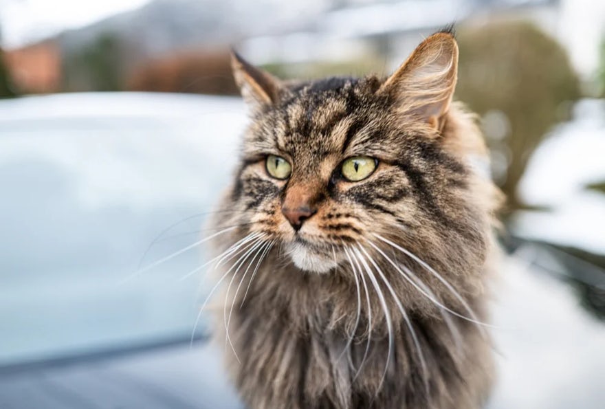 Eika-Katt
